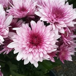 Meet your Posher, Victor